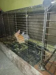 Rabbits for Sale (1-2 Months Old) - 2