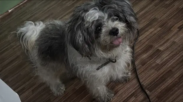 Purebred Lhasa Apso, 6-12 Months Male - 1