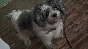 Purebred Lhasa Apso, 6-12 Months Male
