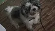 Purebred Lhasa Apso, 6-12 Months Male - 1