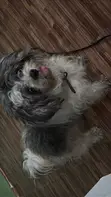 Purebred Lhasa Apso, 6-12 Months Male - 2