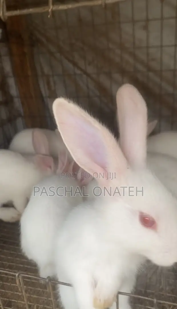 Foreign Breed Bunnies Available - 1