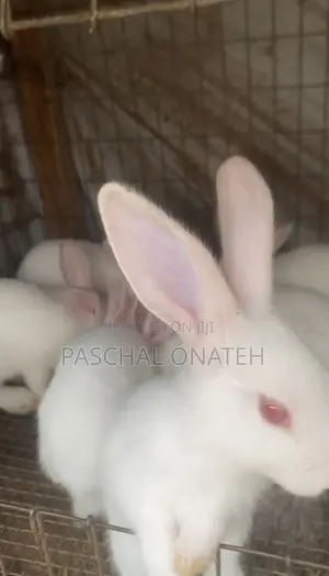 Akwai Zomo na Kasashen Waje