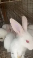 Foreign Breed Bunnies Available - 1