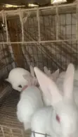 Foreign Breed Bunnies Available - 2