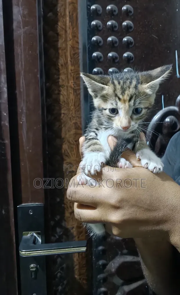 Female Mixed Breed Tabby Kitten (1-3 Months) - 1