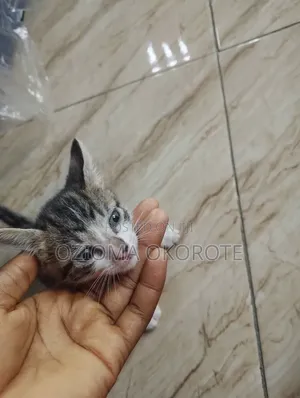 Female Mixed Breed Tabby Kitten (1-3 Months)