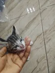 Female Mixed Breed Tabby Kitten (1-3 Months) - 2