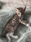 Female Mixed Breed Tabby Kitten (1-3 Months) - 3