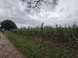 Hekta 8 na Filin Masana'antu, Dikko Junction - 3
