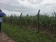 Hekta 8 na Filin Masana'antu, Dikko Junction - 4