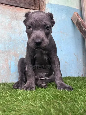 Purebred Cane Corso Puppy (1-3 Months)