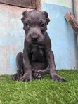 Purebred Cane Corso Puppy (1-3 Months) - 1