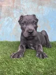 Purebred Cane Corso Puppy (1-3 Months) - 2