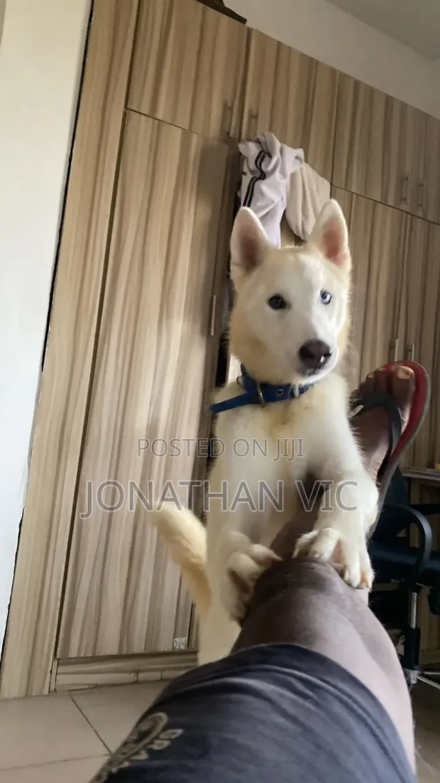 6-12 Months Male Purebred Siberian Husky - 1