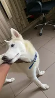 6-12 Months Male Purebred Siberian Husky - 2