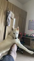 6-12 Months Male Purebred Siberian Husky - 3