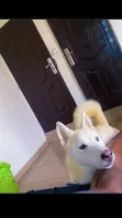 6-12 Months Male Purebred Siberian Husky - 4