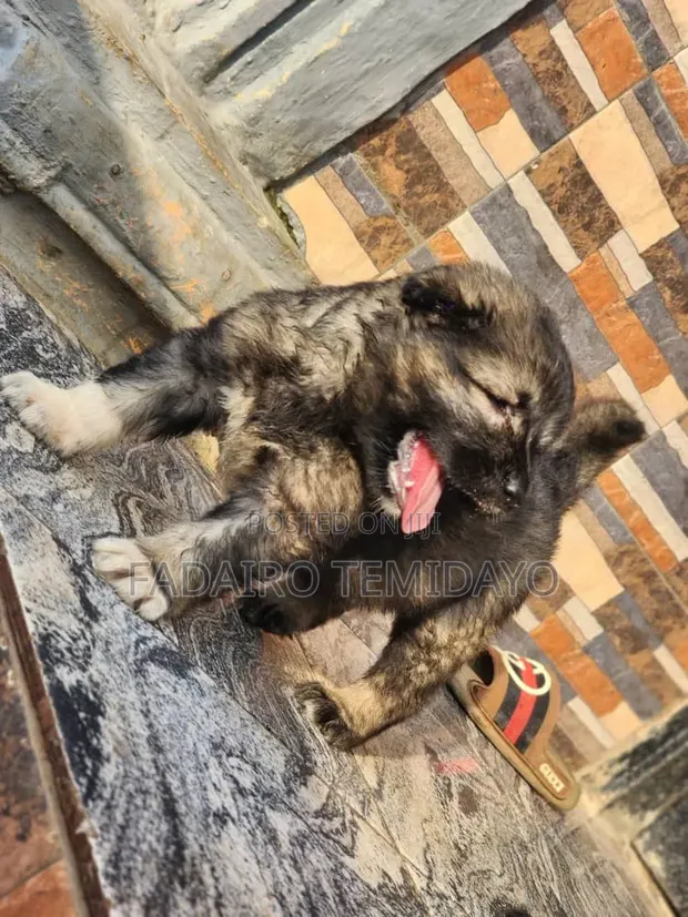 Female Caucasian Shepherd Puppy (0-1 Month) - 1