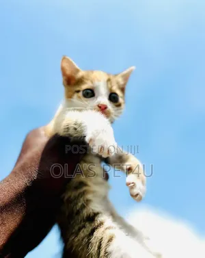 1-3 Month Male Purebred American Shorthair Kitten