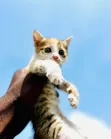 1-3 Month Male Purebred American Shorthair Kitten - 1