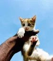 1-3 Month Male Purebred American Shorthair Kitten - 2