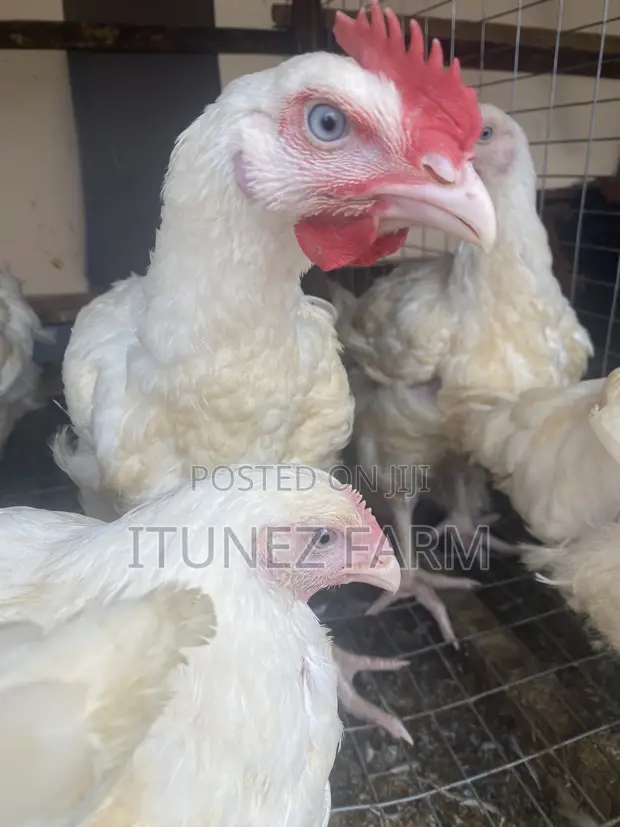 8-Week Old Massive Broilers - 1