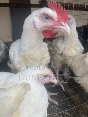8-Week Old Massive Broilers