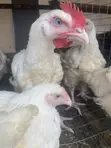 8-Week Old Massive Broilers - 1