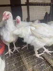 8-Week Old Massive Broilers - 2