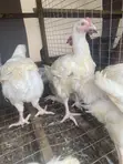 8-Week Old Massive Broilers - 3