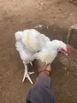 8-Week Old Massive Broilers - 4
