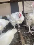 8-Week Old Massive Broilers - 5