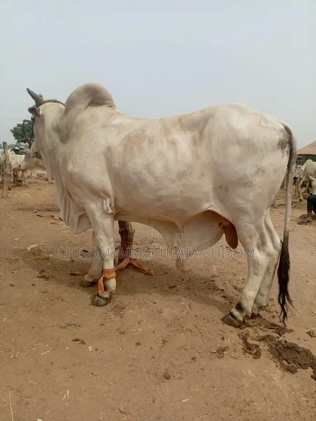 Healthy Live Cow for Sale - Well-Fed - 1