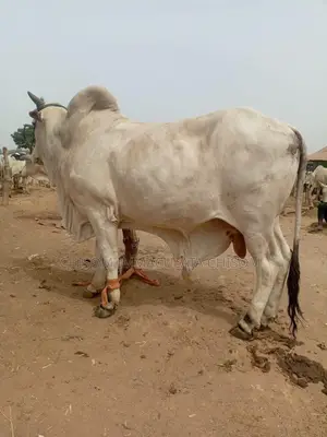 Healthy Live Cow for Sale - Well-Fed