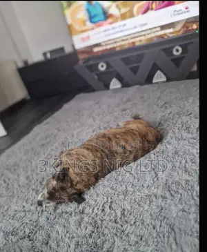 Fluffy Center Rug - Brand New