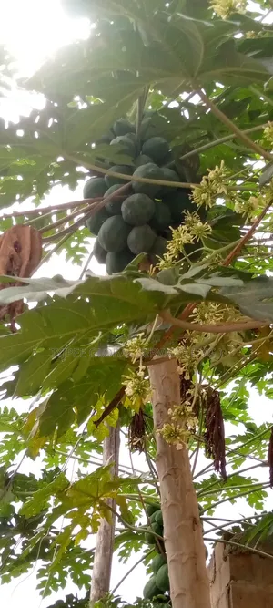 Papayas (Pawpaw) for Sale - Ibadan