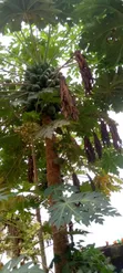 Papayas (Pawpaw) for Sale - Ibadan - 2