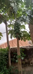 Papayas (Pawpaw) for Sale - Ibadan - 3