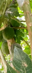 Papayas (Pawpaw) for Sale - Ibadan - 4