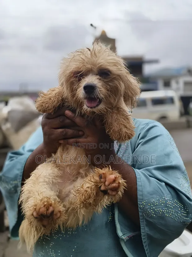 Purebred Female Lhasa Apso - 1+ Year Old - 1