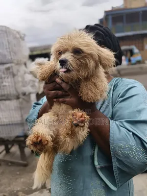 Purebred Female Lhasa Apso - 1+ Year Old