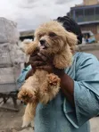 Purebred Female Lhasa Apso - 1+ Year Old - 2