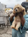 Purebred Female Lhasa Apso - 1+ Year Old - 3