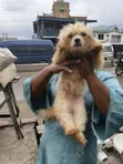 Purebred Female Lhasa Apso - 1+ Year Old - 4