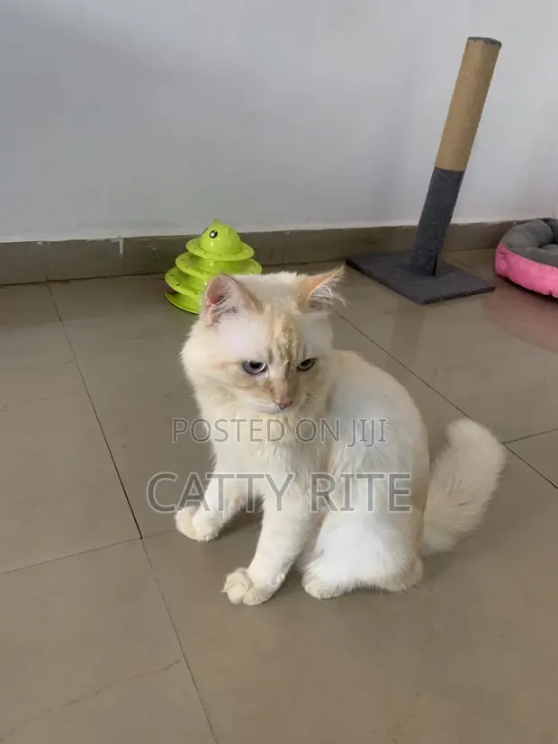 Purebred Persian Male Cat for Stud Service - 1