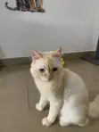Purebred Persian Male Cat for Stud Service - 2