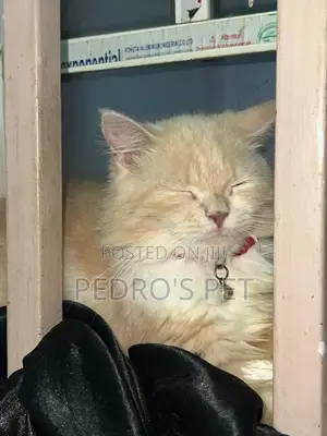 Purebred Persian Cat - 6-12 Months Female