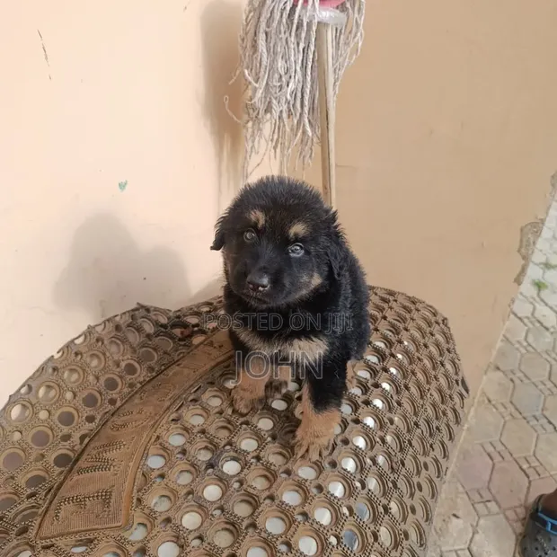 Yar German Shepherd Mai Tsarki (Wata 1-3) - 1