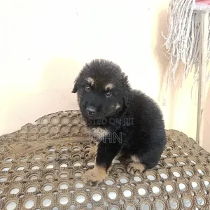 Female Purebred German Shepherd Puppy (1-3 Months)